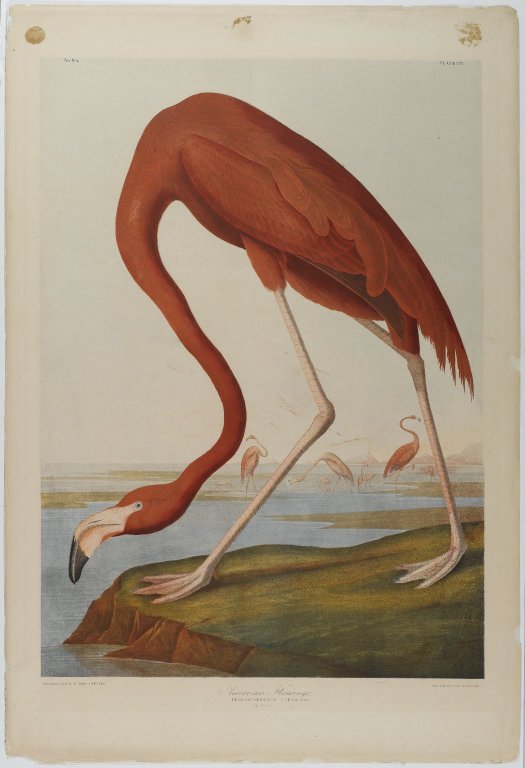 Brooklyn_Museum_-_American_Flamingo_-_John_J._Audubon