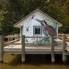 Green Heron