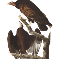 J. J. Audubon – Plate 151 – Turkey Vulture
