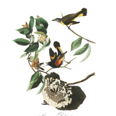 J. J. Audubon – Plate 40 – American Redstart