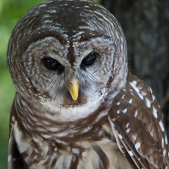 Center for Birds of Prey (Awendaw, SC)