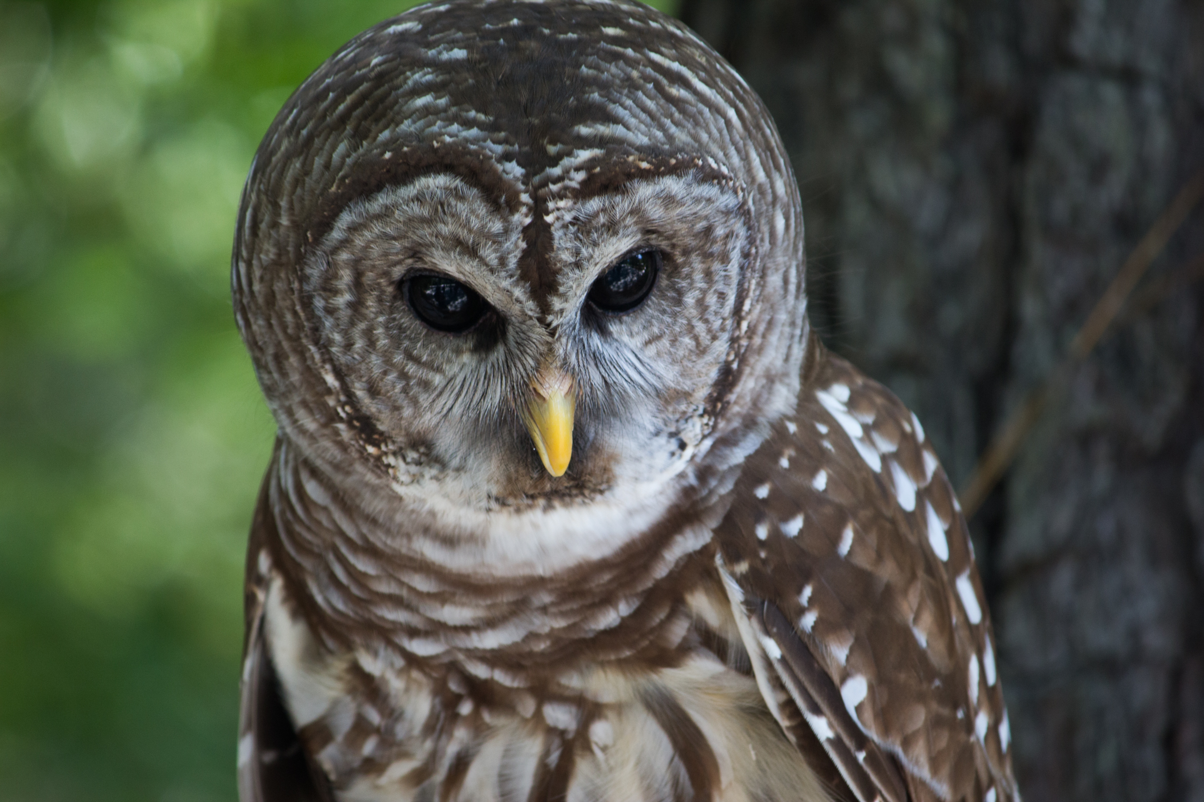 Center for Birds of Prey (Awendaw, SC)