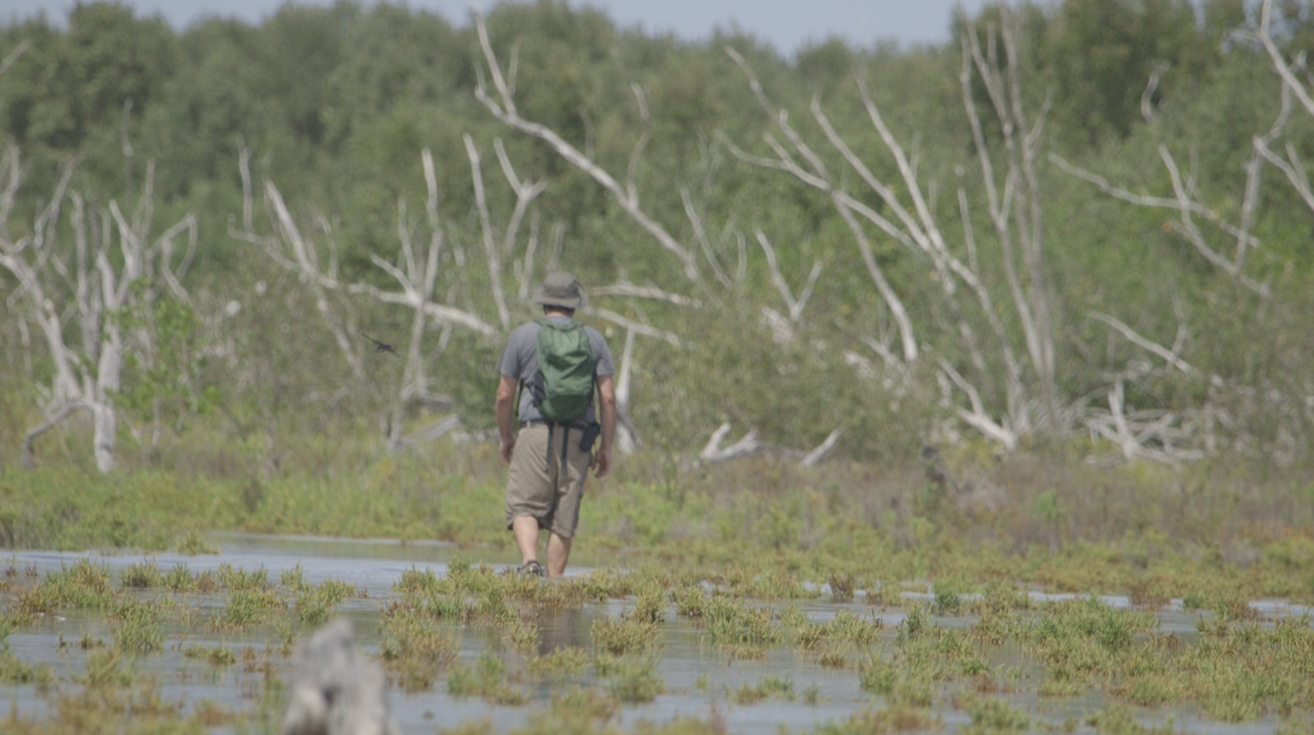 TheImageHunter_Everglades