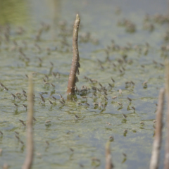 Everglades National Park (Florida)