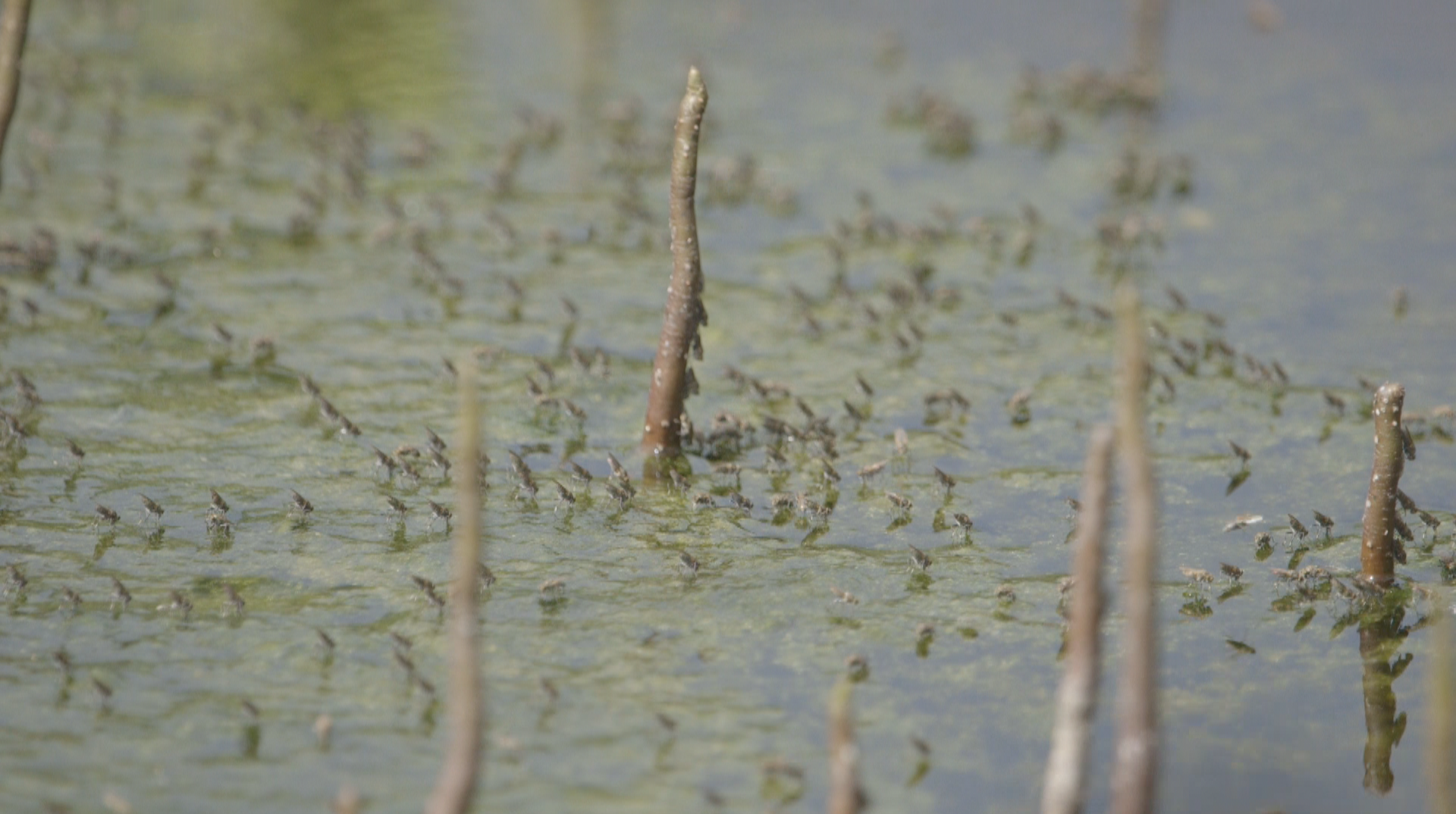 Everglades National Park (Florida)