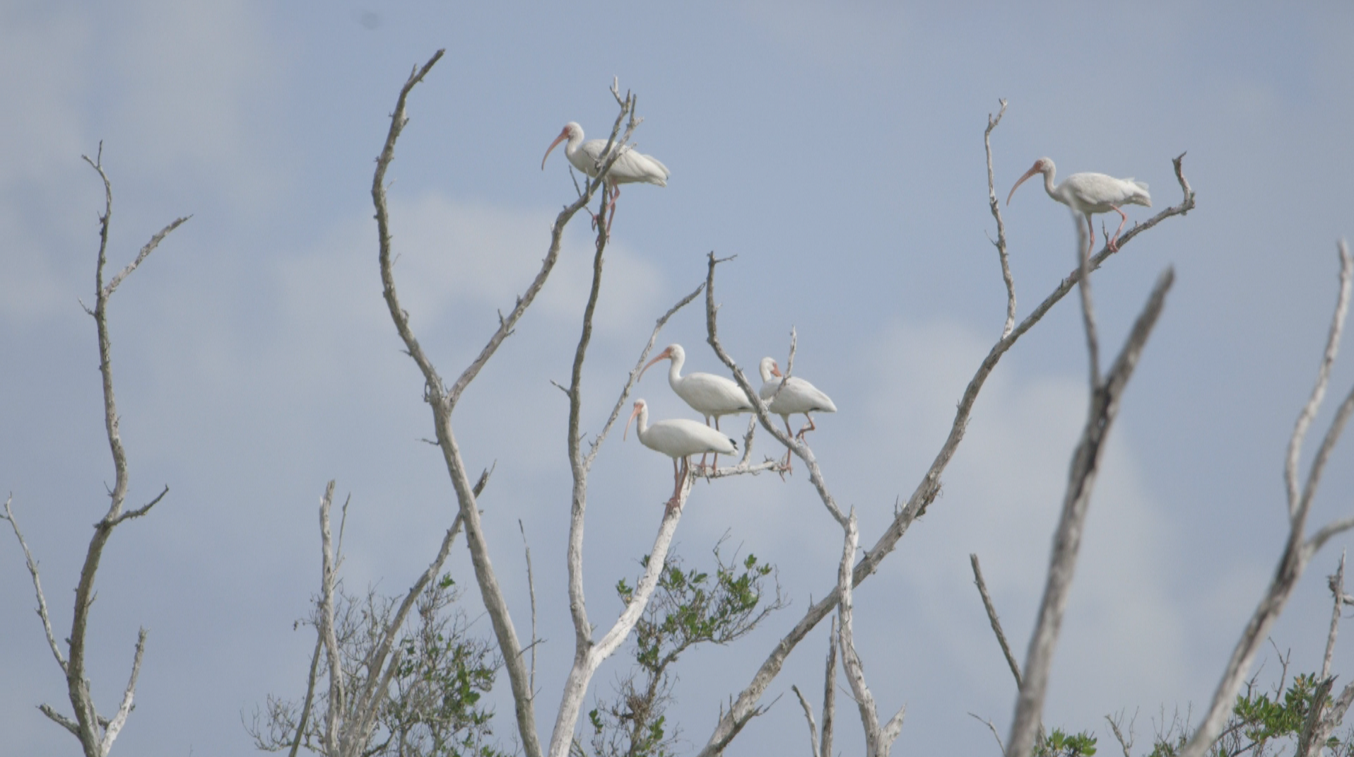 TheImageHunter_Everglades7