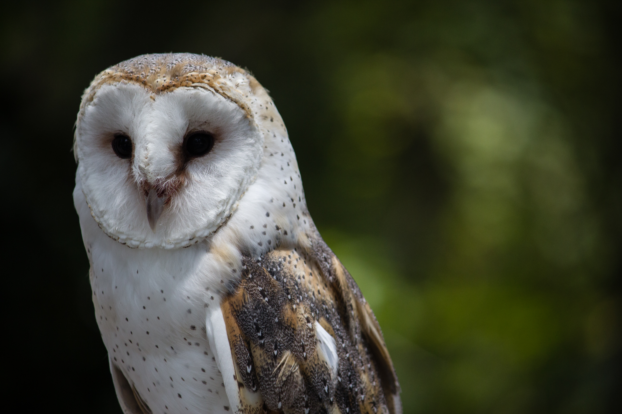 TheImageHunter_Hitnes_AvianConservatory_PhotoJessicaStewart