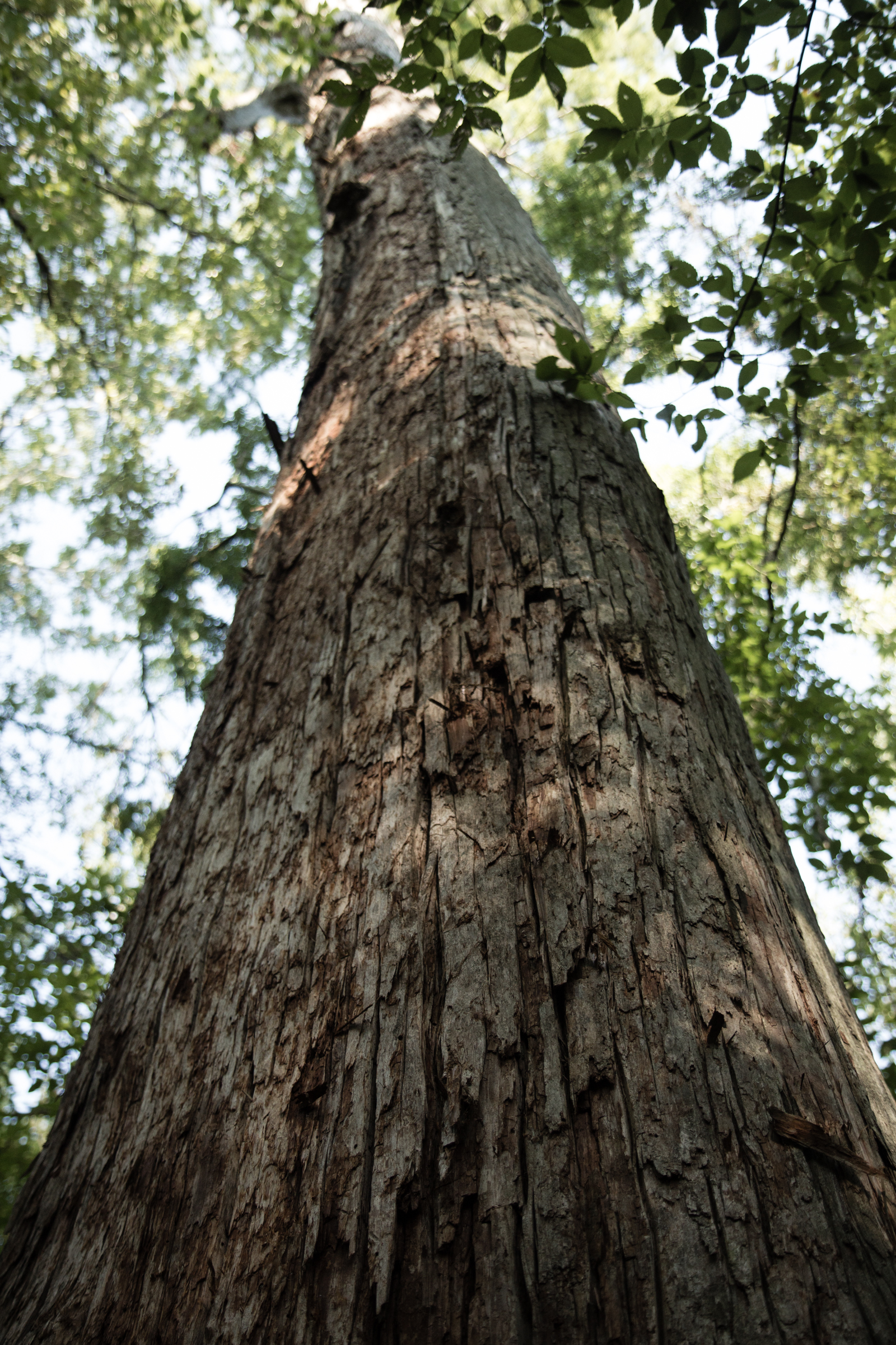 TheImageHunter_Hitnes_BeidlerForest_PhotoJessicaStewart-15