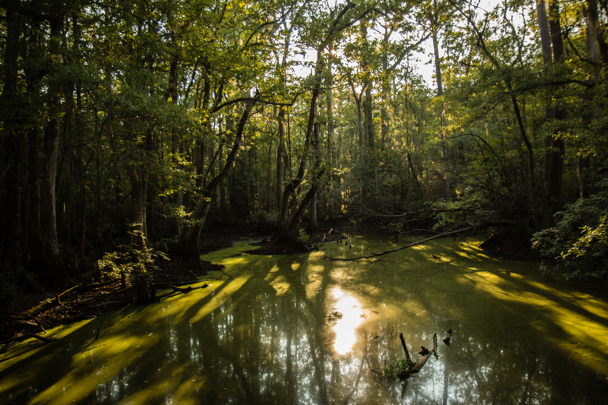 TheImageHunter_Hitnes_BeidlerForest_PhotoJessicaStewart-4