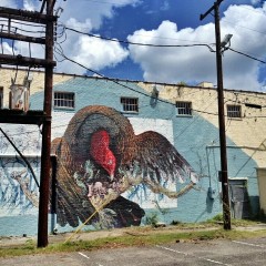 Turkey Vulture