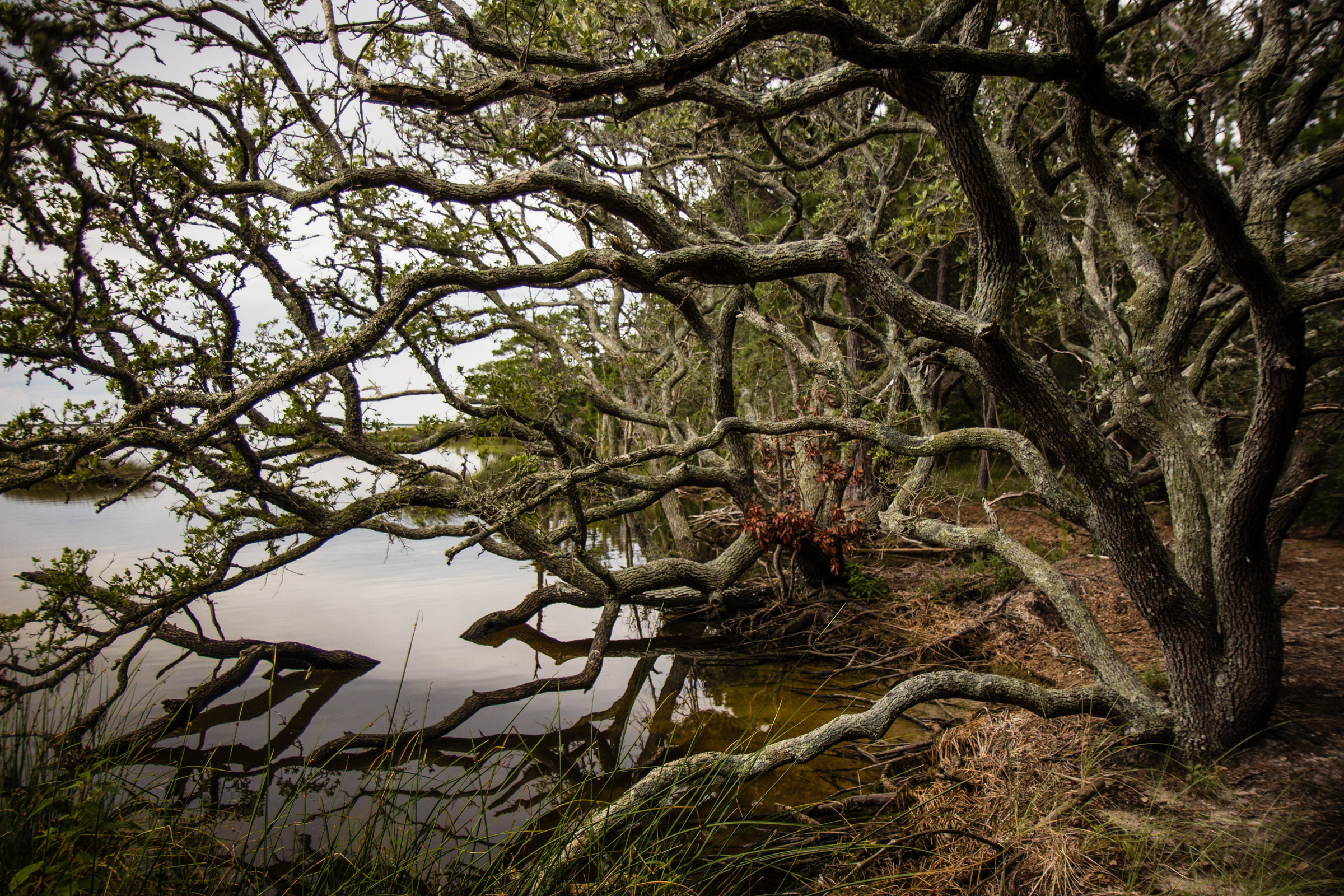 TheImageHunter_Hitnes_PineIsland_PhotoJessicaStewart-2