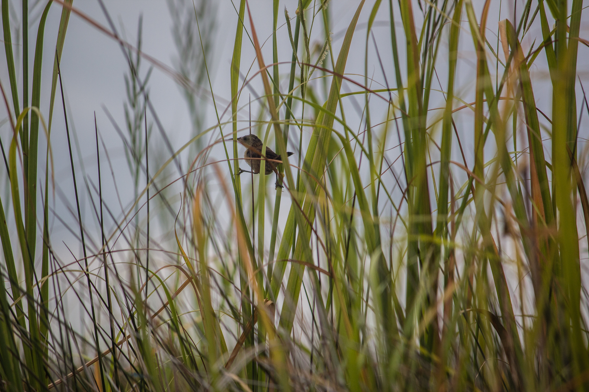 Marsh wren at Pine Island. Photo Jessica Stewart.