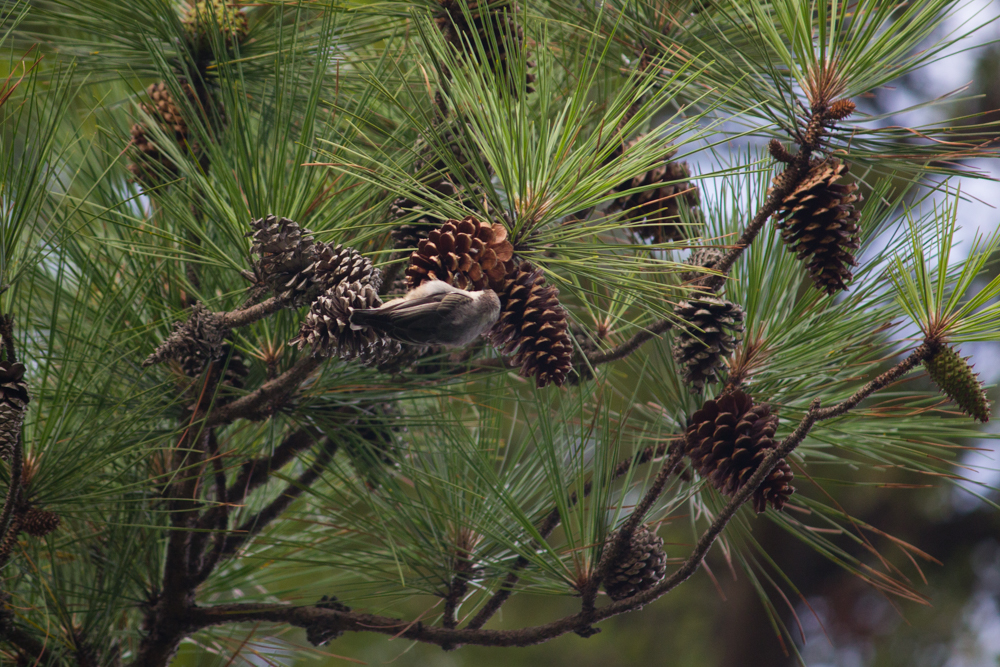 TheImageHunter_Hitnes_TalbotCountyBirdwatchersClub_PhotoJessicaStewart.jpg-4