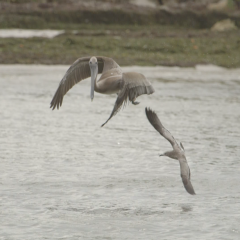 Video: Pelican / Finding the Dinasour