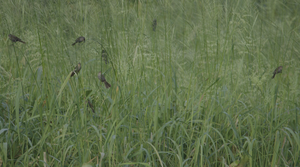 TheImageHunter_RedWingedBlackBirds2_GiacomoAgnetti