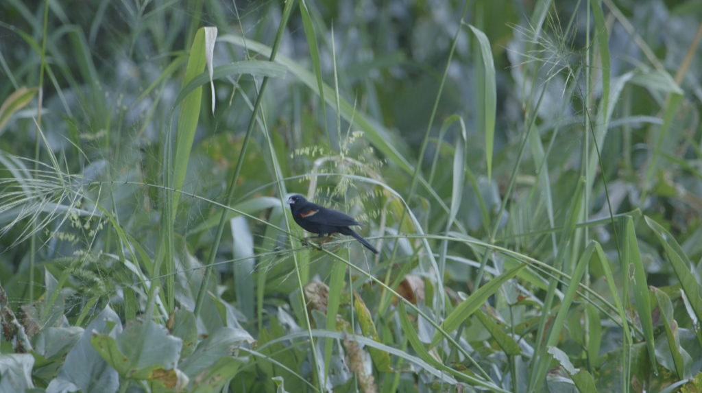 TheImageHunter_RedWingedBlackBirds_GiacomoAgnetti