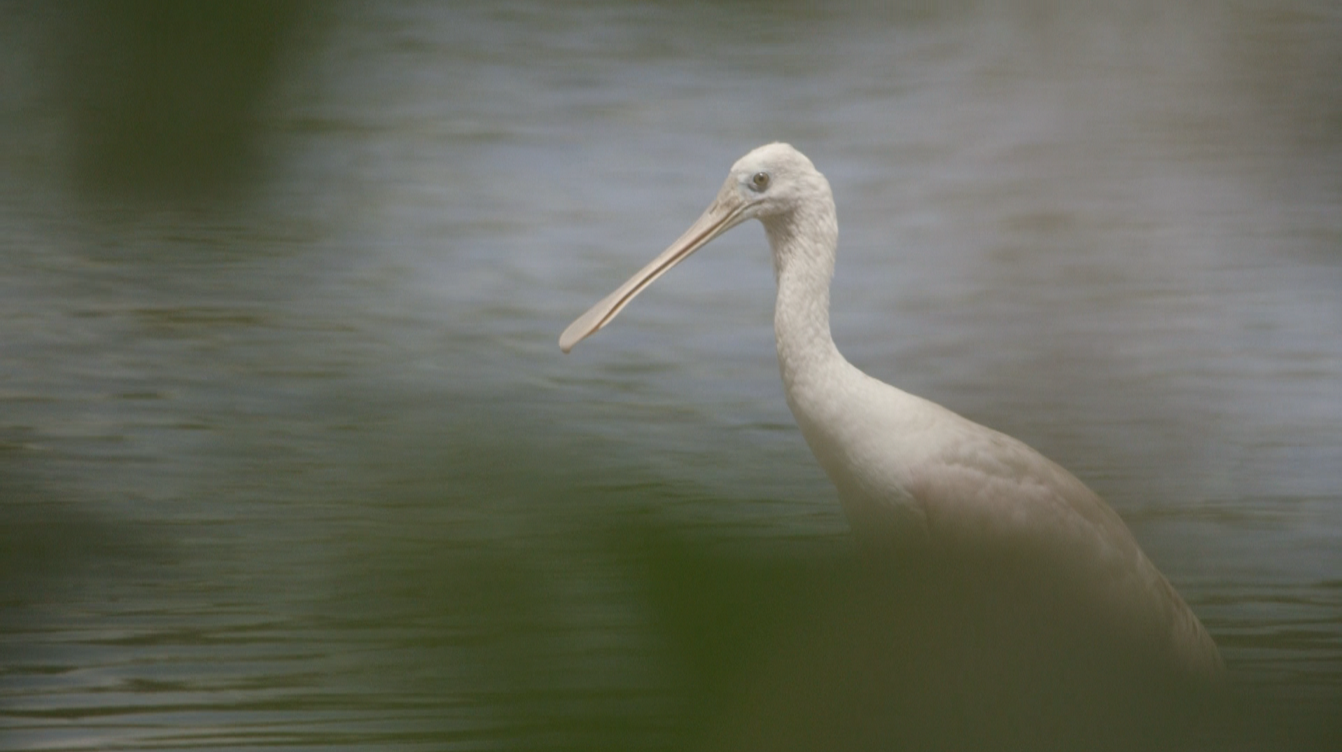 Roseate spoonbill