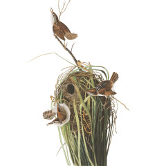 J.J. Audubon – Plate 100 – Marsh Wren