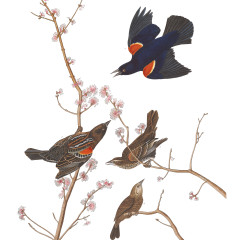 J.J. Audubon – Plate 67. Red-winged Starling, or Marsh Blackbird (Red-winged Blackbird)