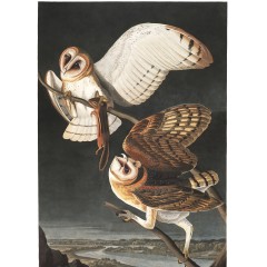 J. J. Audubon – Plate 171 – Barn Owl