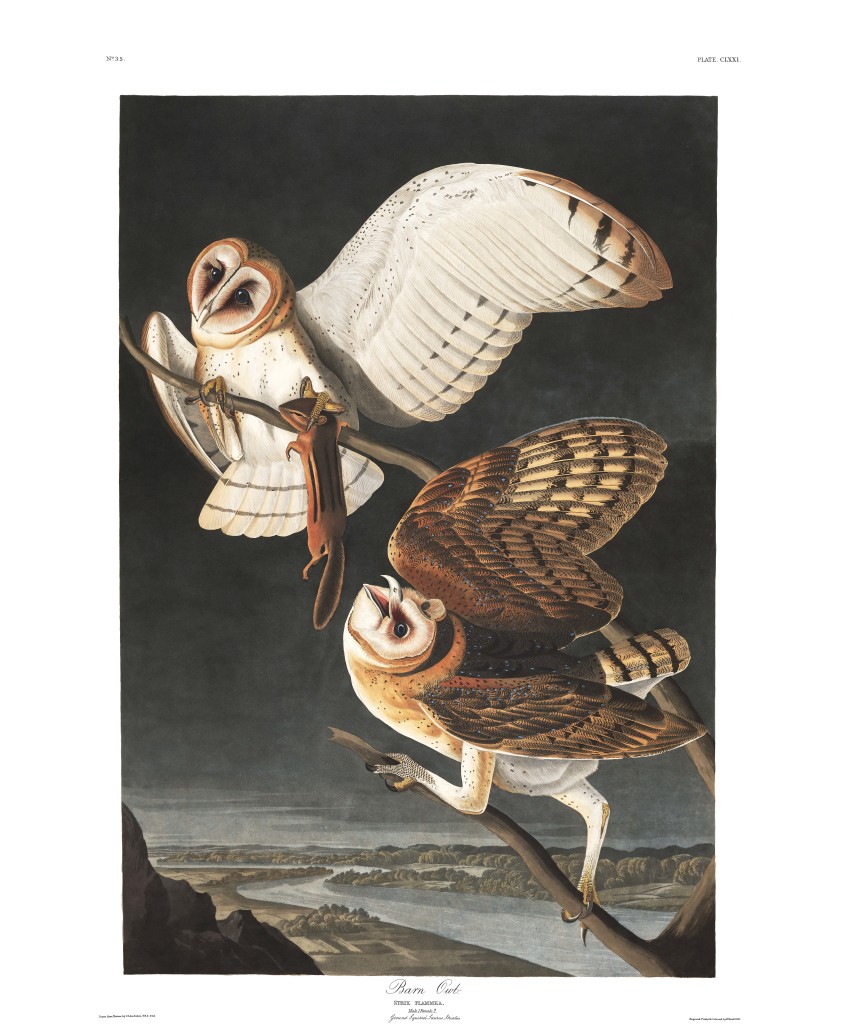 Plate-171-Barn-Owl-final