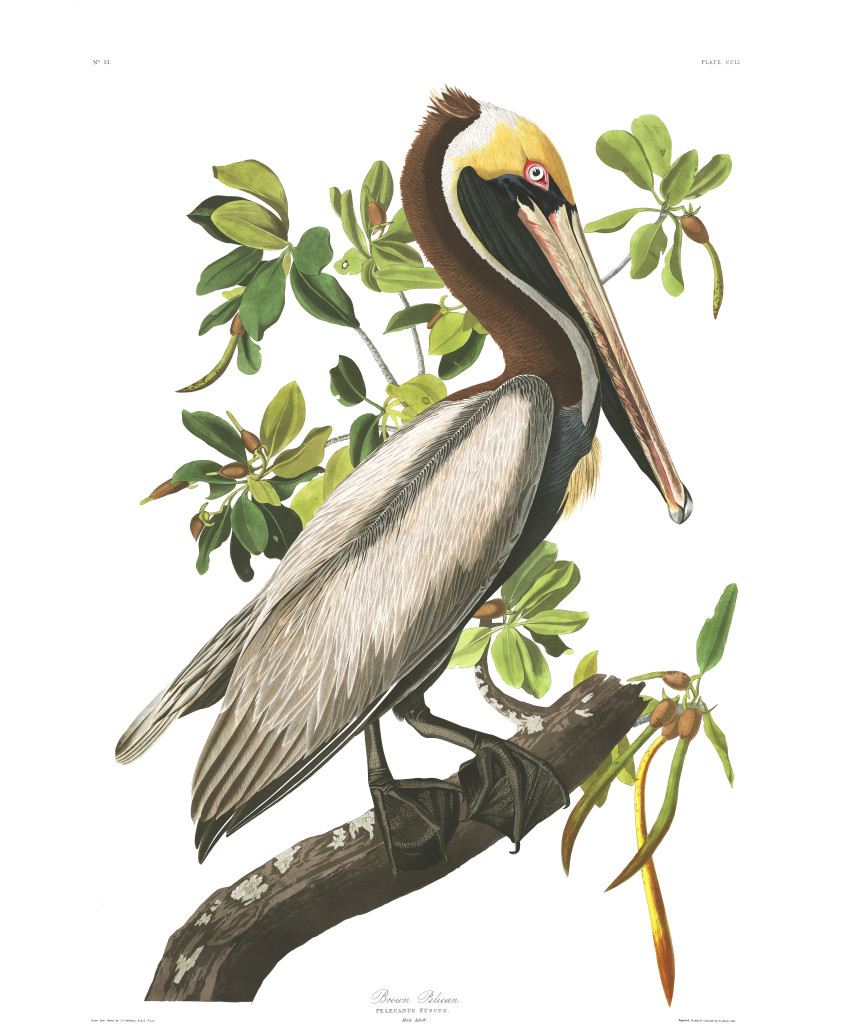 Plate-251,-Brown-Pelican-final