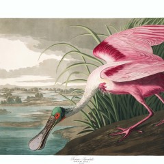 J. J. Audubon – Plate 321 – Roseate Spoonbill