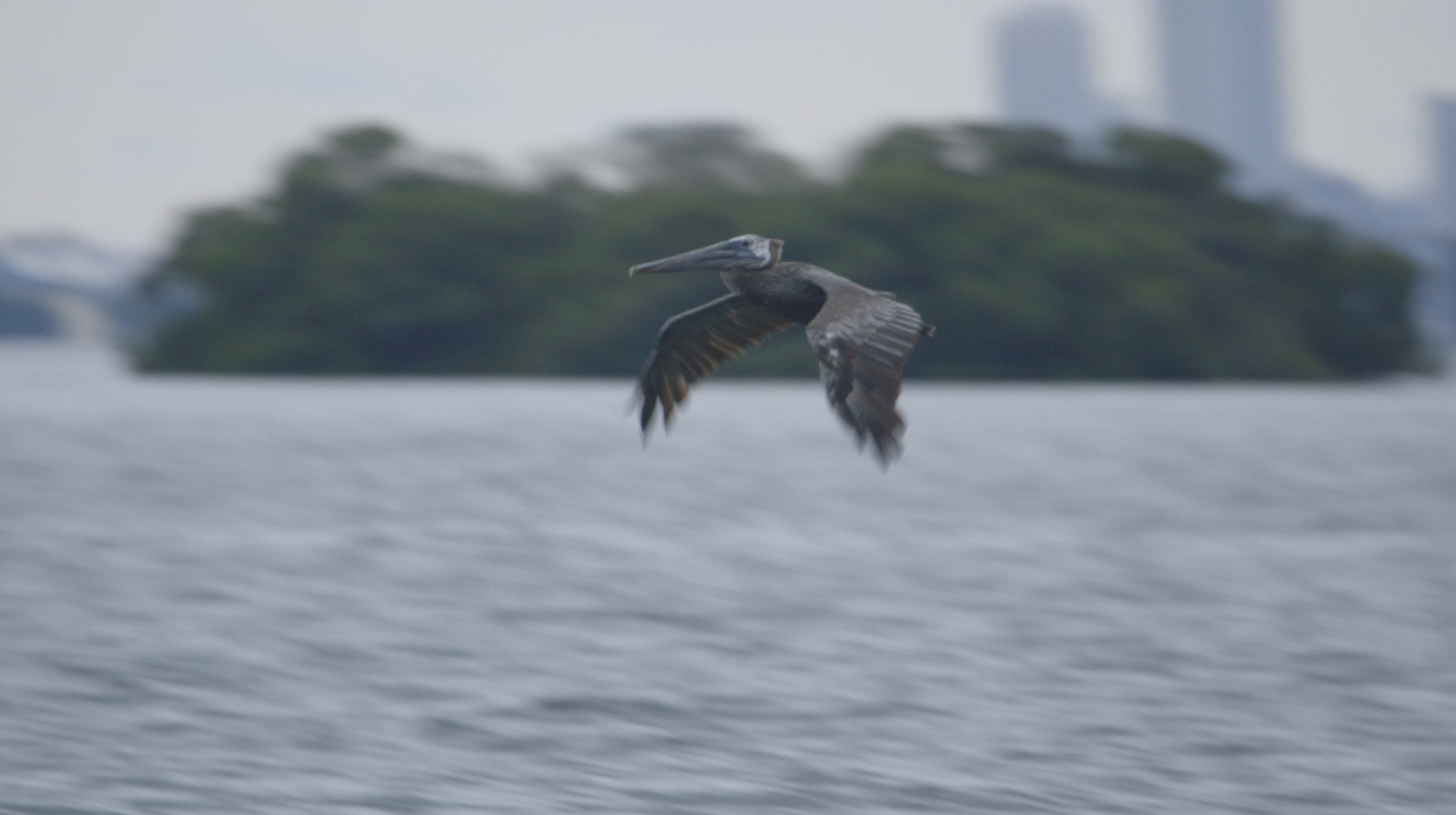 Brown pelican in Miami. Photo Giacomo Agnetti.