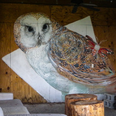 Barn Owl