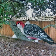 Red-bellied Woodpecker