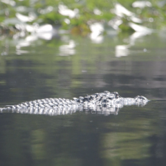 Okefenokee Swamp (Georgia)