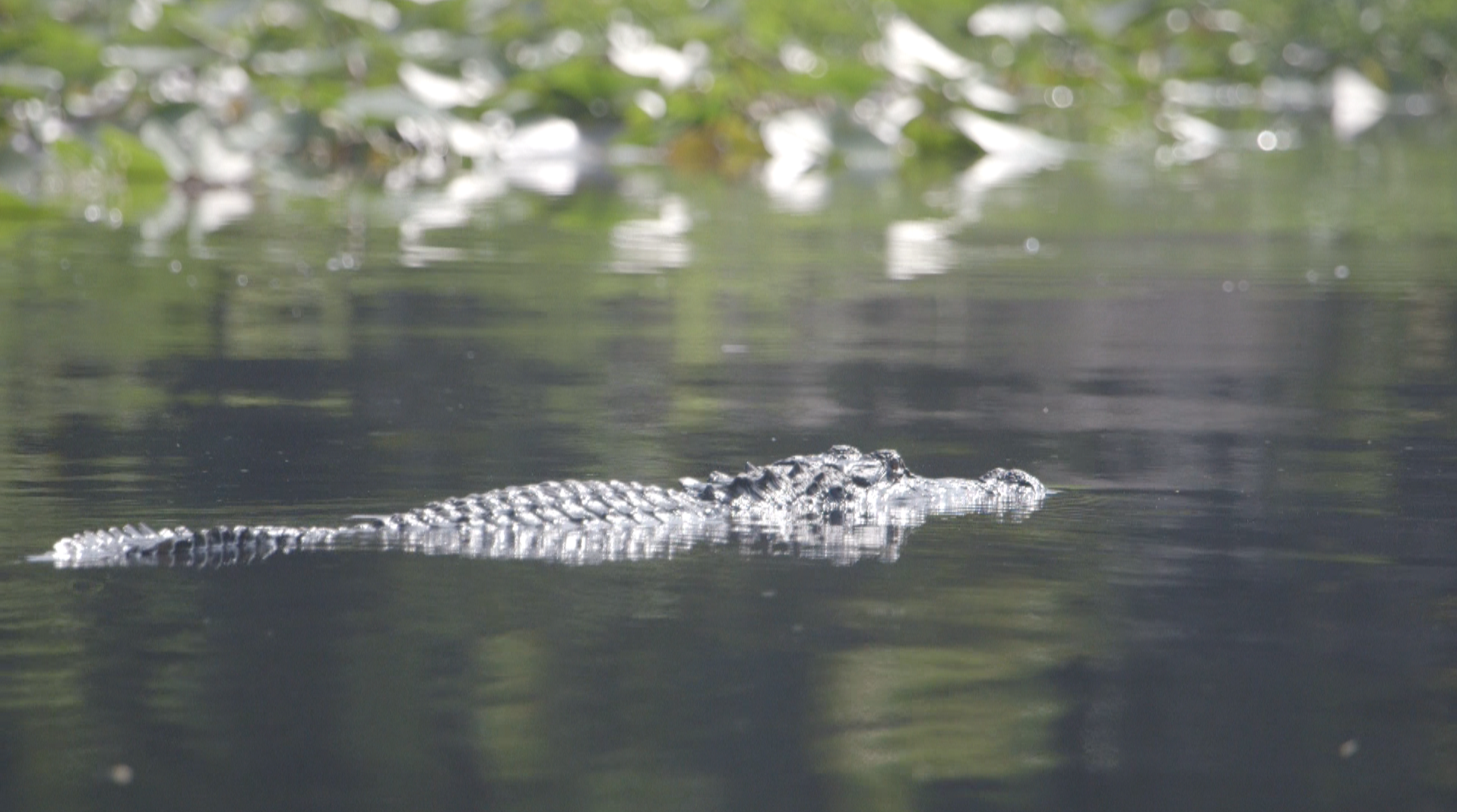 Okefenokee Swamp (Georgia)