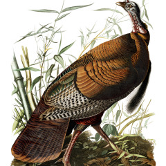 J. J. Audubon – Plate 1 – Wild Turkey