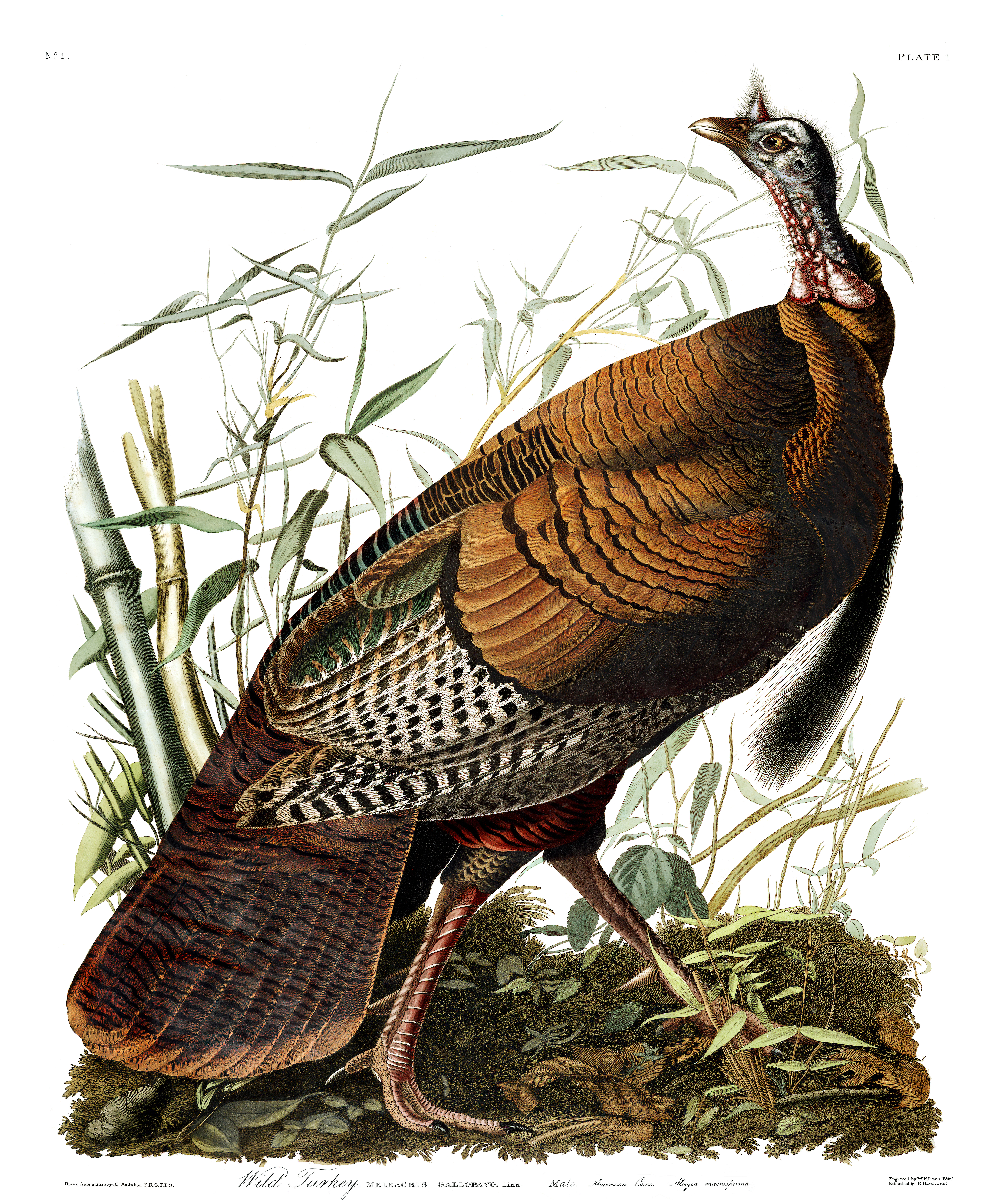 J. J. Audubon – Plate 1 – Wild Turkey