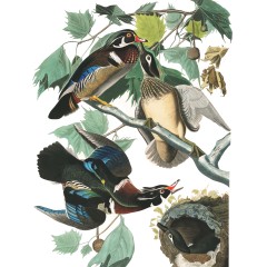 J. J. Audubon – Plate 206 – Wood Duck