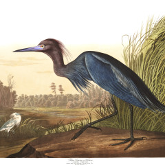 J. J. Audubon – Plates 211 & 305 – Herons