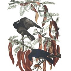 J.J. Audubon – Plate 146 – Fish Crow