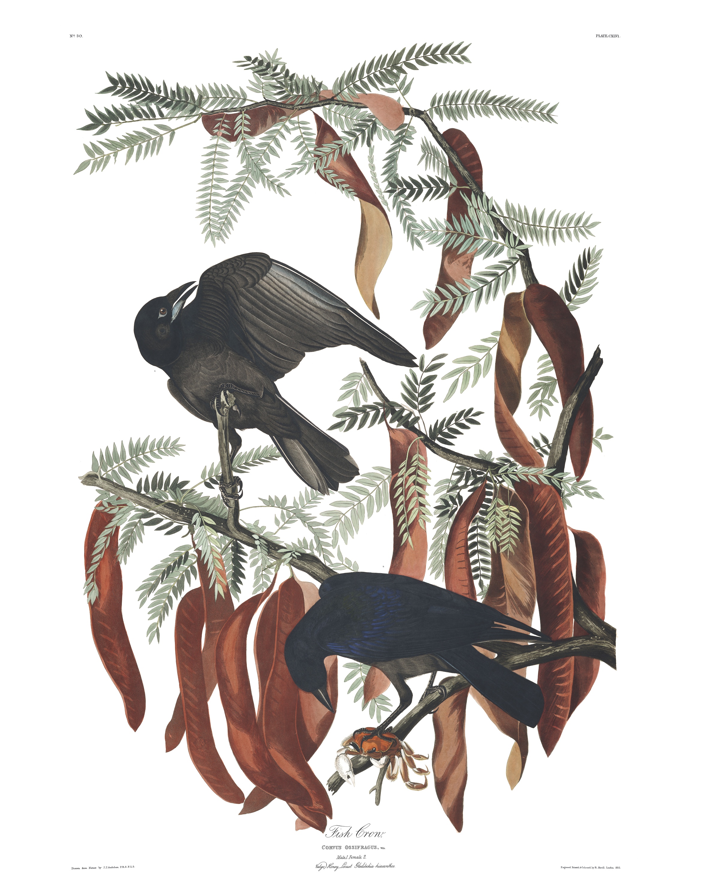 J.J. Audubon – Plate 146 – Fish Crow