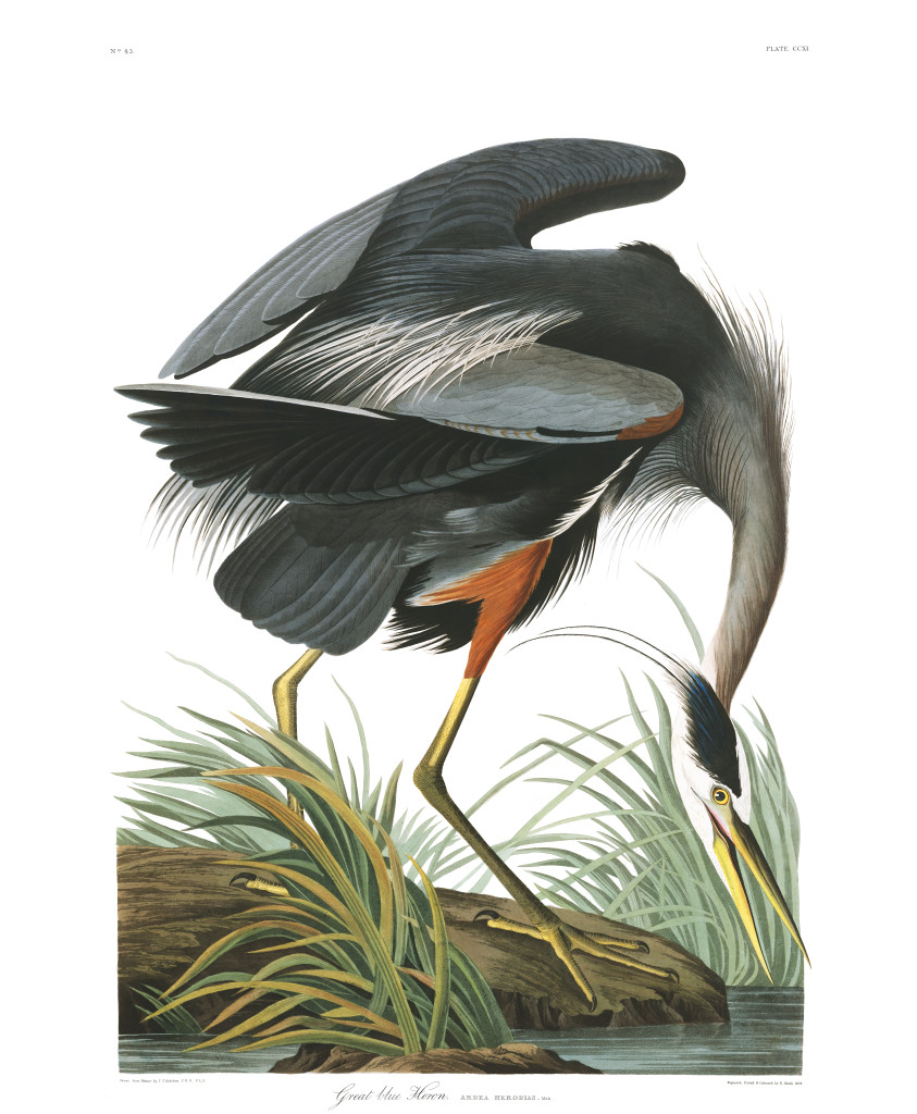 Great Blue Heron