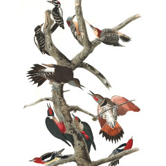 J. J. Audubon – Plate 416 – Woodpeckers