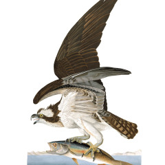 J. J. Audubon – Plate 81 – Osprey