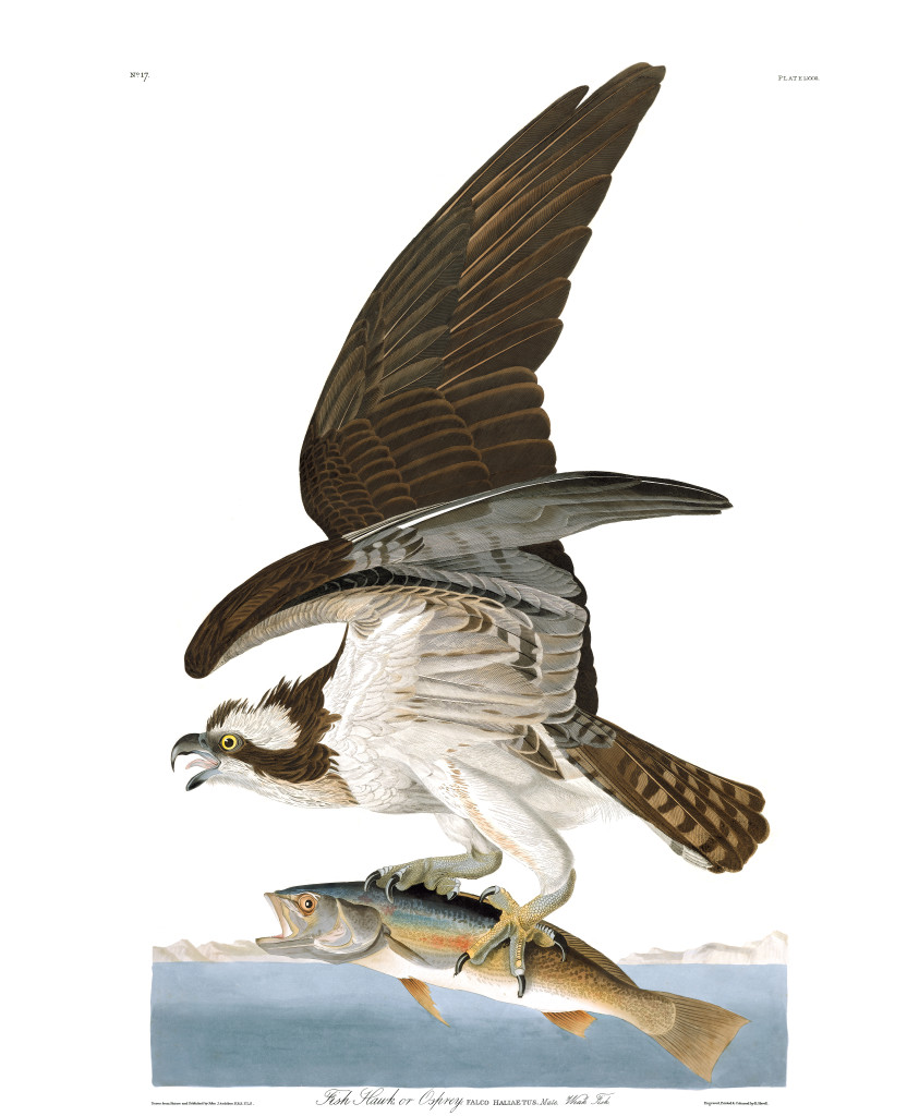 plate-81-osprey-final